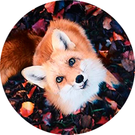 Эмодзи Лисички