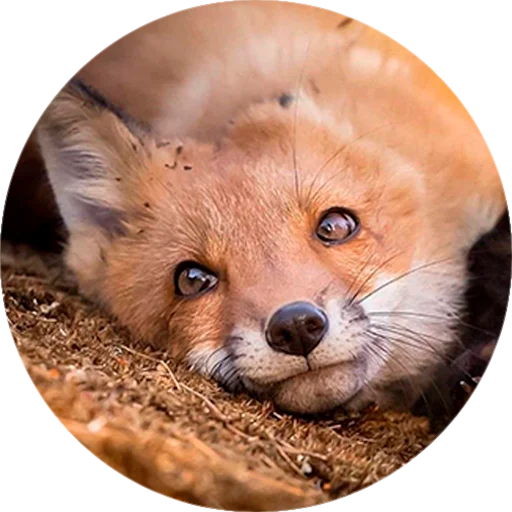 Эмодзи Лисички