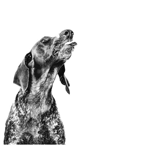 Эмодзи dogs!