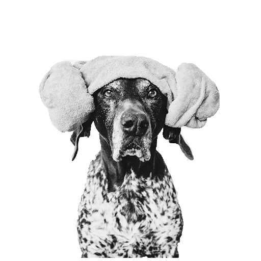 Эмодзи dogs!