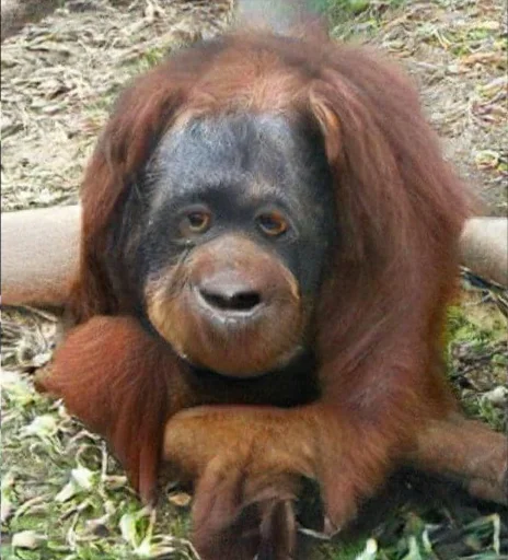 Эмодзи Monkeys