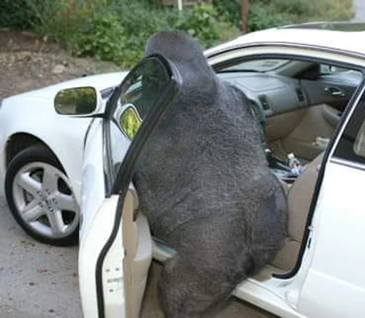 Эмодзи Monkeys