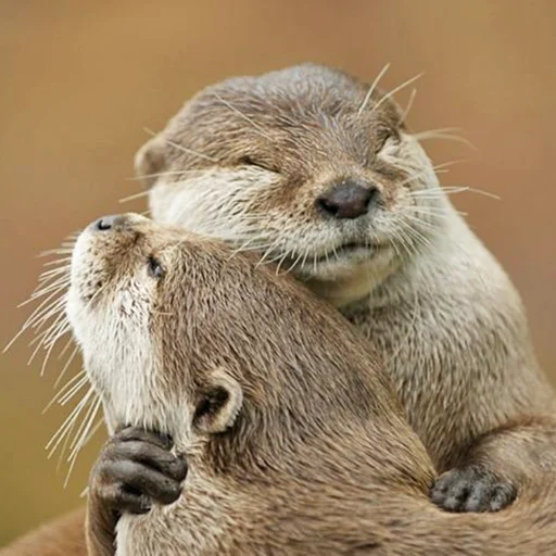 Эмодзи Выдры