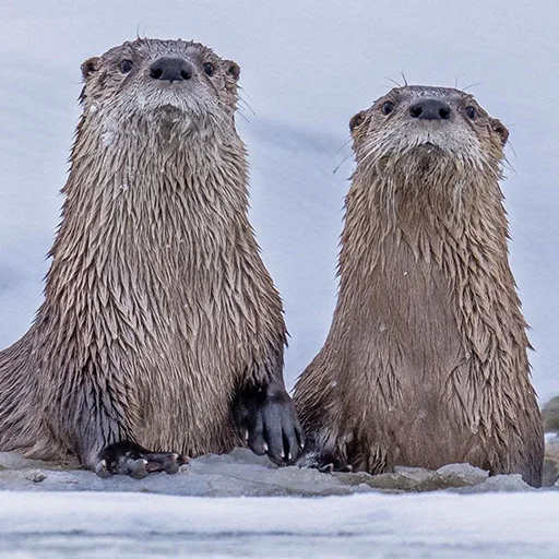 Эмодзи Выдры