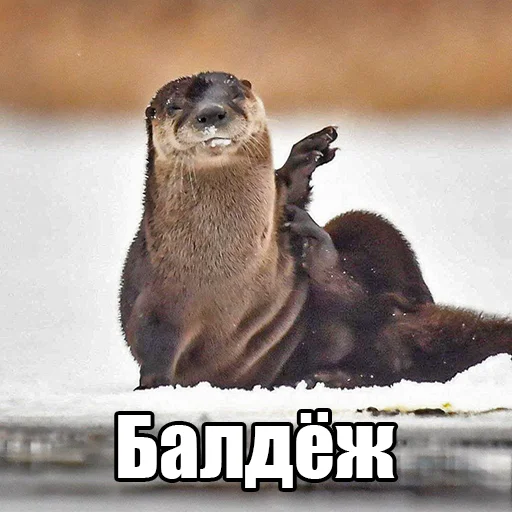 Эмодзи Выдры