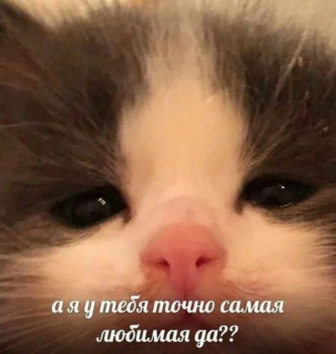 Эмодзи котики