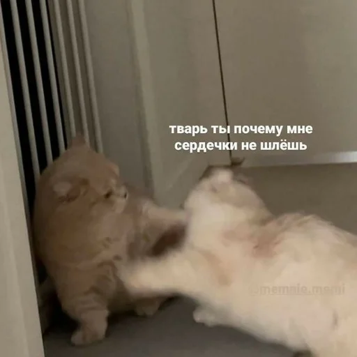 Эмодзи котики