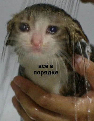 Эмодзи котики