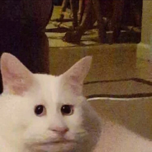 😼