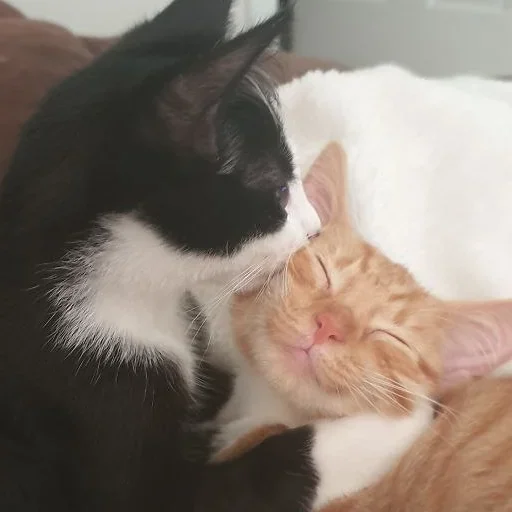 Эмодзи closticks13!