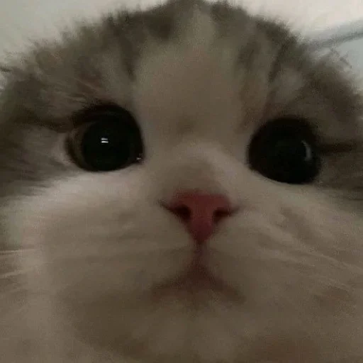 Эмодзи closticks5!