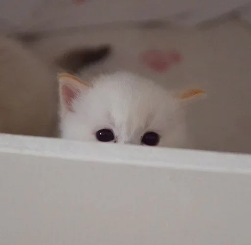 👀