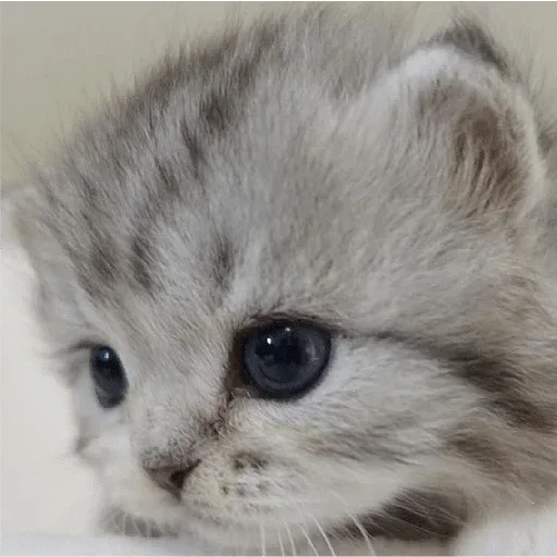 Эмодзи closticks4!