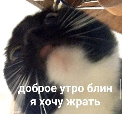 Эмодзи котикиии