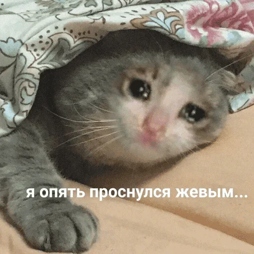 Эмодзи котикиии