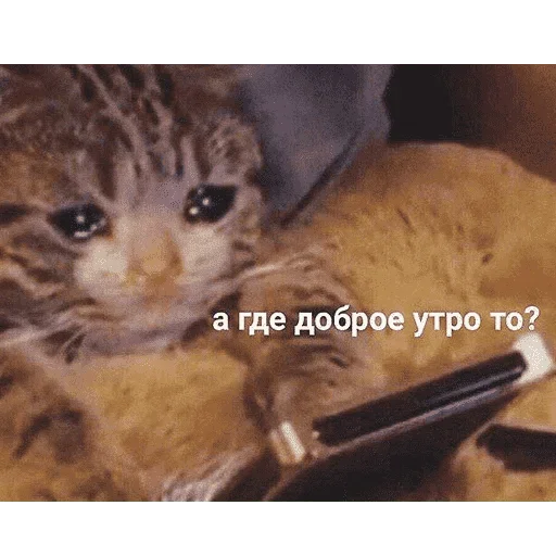 Эмодзи котикиии