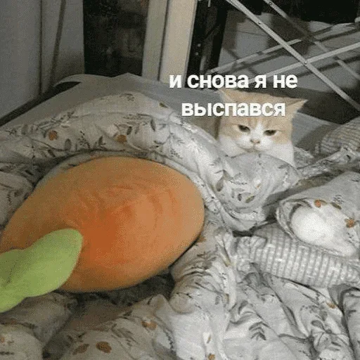 Эмодзи котикиии