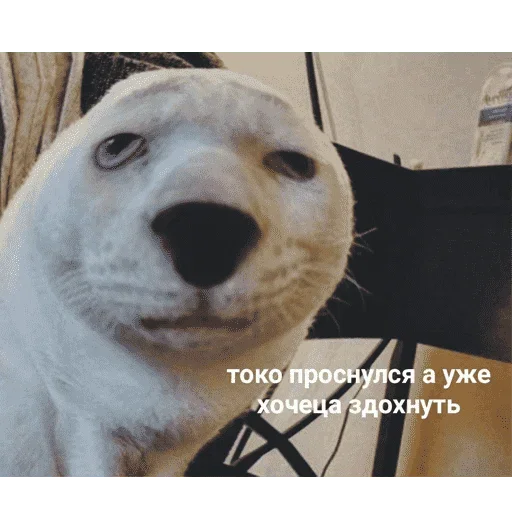 Эмодзи котикиии