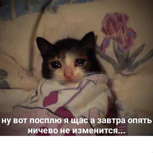 Эмодзи котикиии