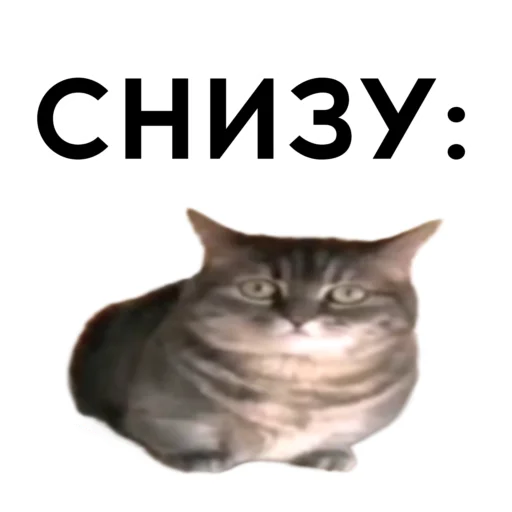 Эмодзи кокоа