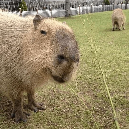 Эмодзи Capybara?
