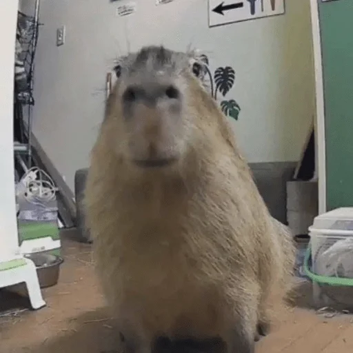 Эмодзи Capybara?
