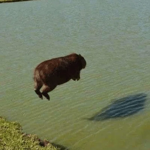Эмодзи Capybara?