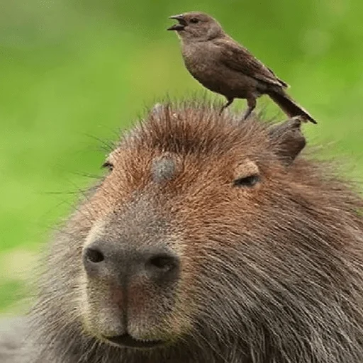 Эмодзи Capybara?