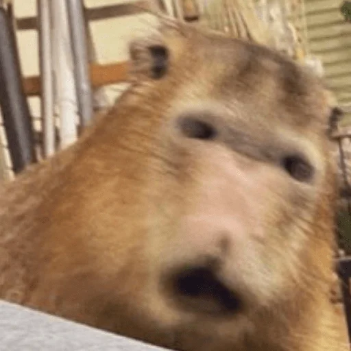 Эмодзи Capybara?