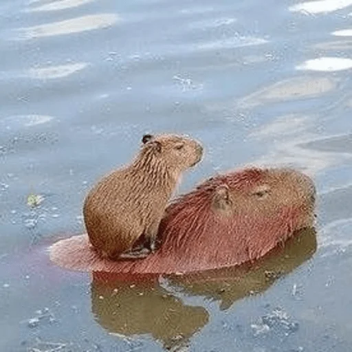 Эмодзи Capybara?