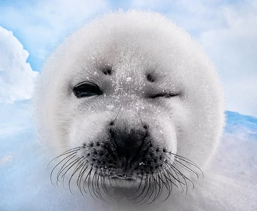 Эмодзи Seals | Тюлени