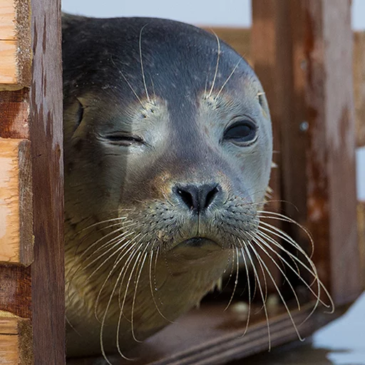 Эмодзи Seals | Тюлени