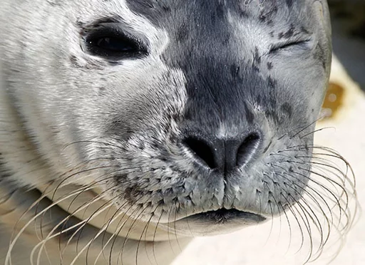 Эмодзи Seals | Тюлени