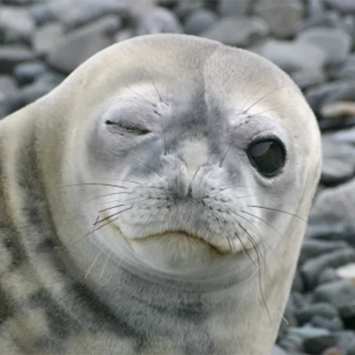 Эмодзи Seals | Тюлени