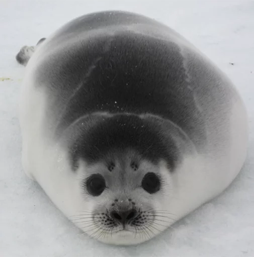 Эмодзи Seals | Тюлени