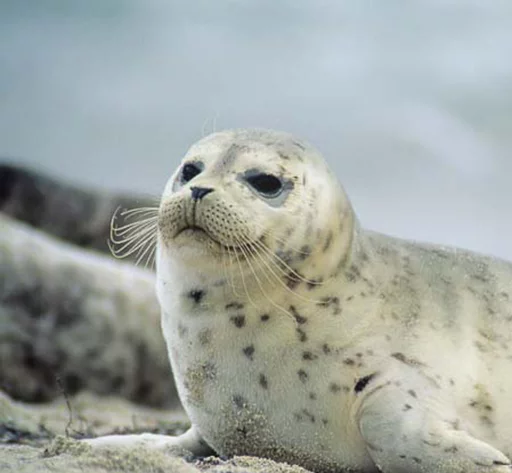 Эмодзи Seals | Тюлени