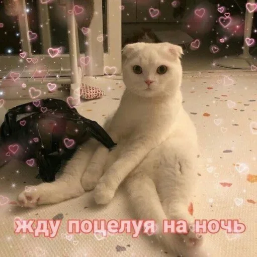 Эмодзи Котики