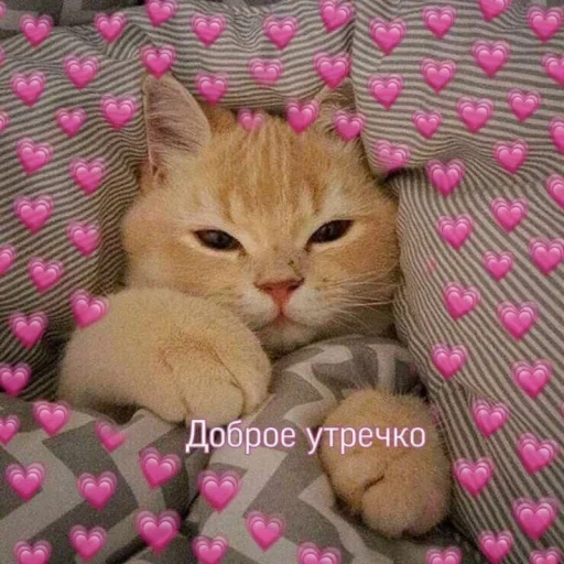 Эмодзи Котики