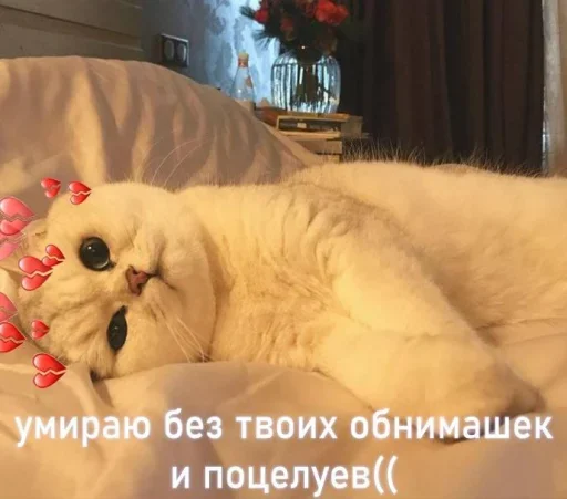 Эмодзи Котики