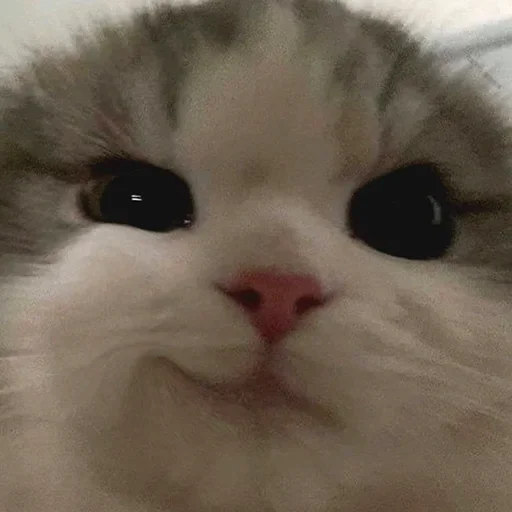 Эмодзи Смешные животные