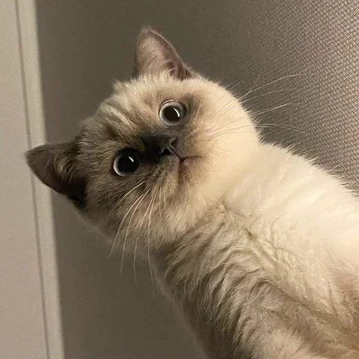 Эмодзи Смешные животные