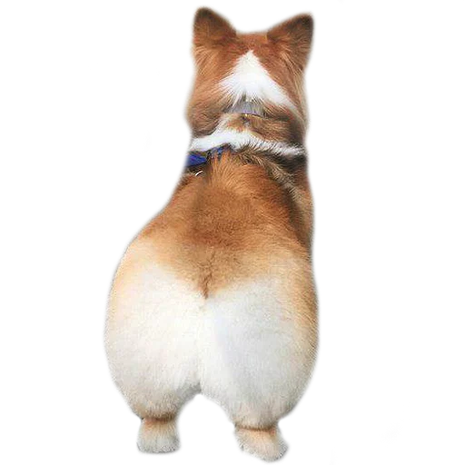 Эмодзи Corguage