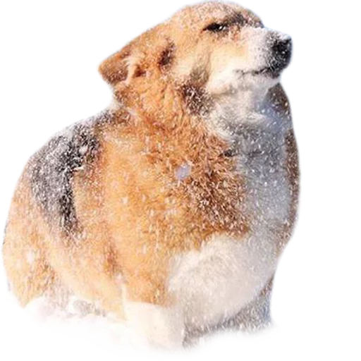 Эмодзи Corguage