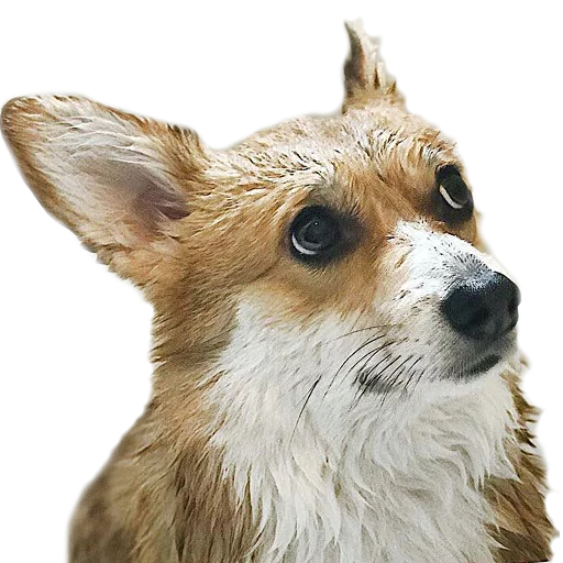 Эмодзи Corguage