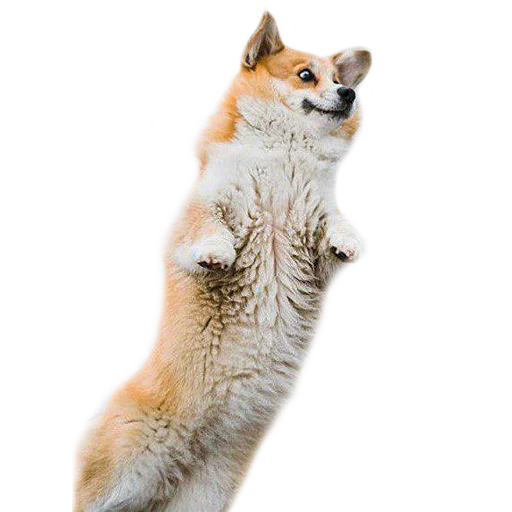 Эмодзи Corguage
