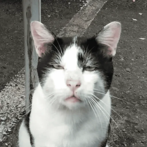 Эмодзи CriNgE AnimALs