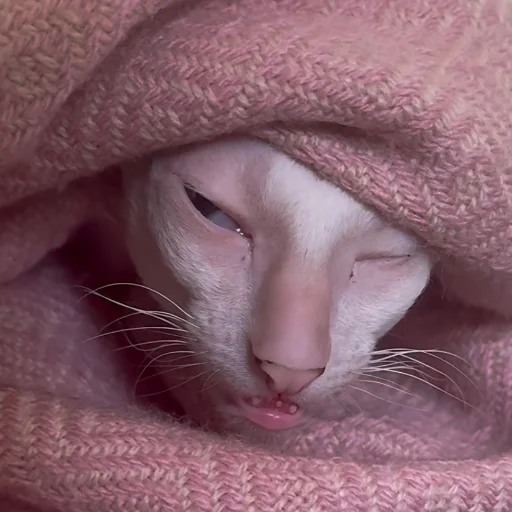 Эмодзи CriNgE AnimALs