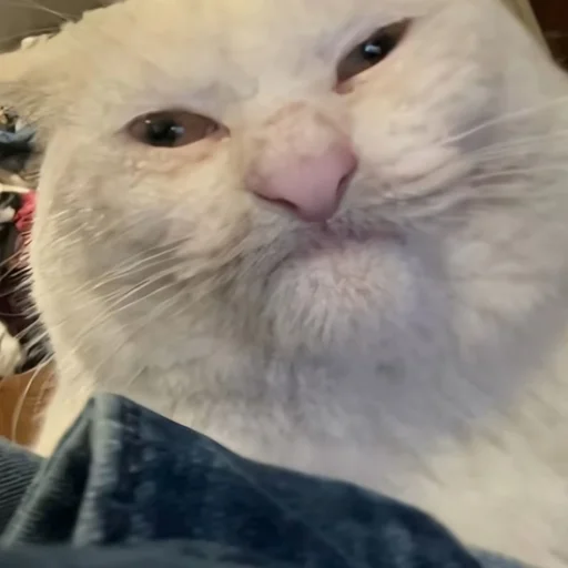 Эмодзи CriNgE AnimALs