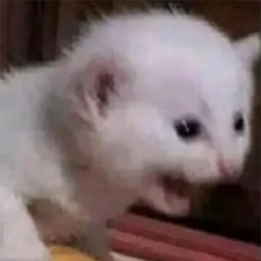 Эмодзи CriNgE AnimALs