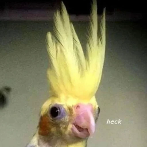 Эмодзи CriNgE AnimALs